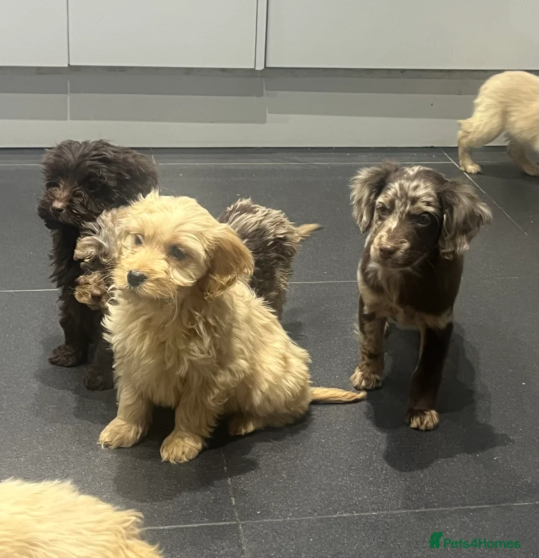 Cockapoo dogs for sale: Beautiful merl Cockpoo puppies  - Advert 11