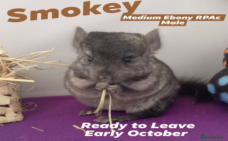 Chinchilla rodents - Advert 2