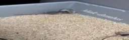 Rat rodents for sale: Mixed sex dumbo rats - Advert 3