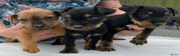 Lakeland Terrier dogs for sale: Lakeland / Patterdale Terrier Puppies - Advert 2