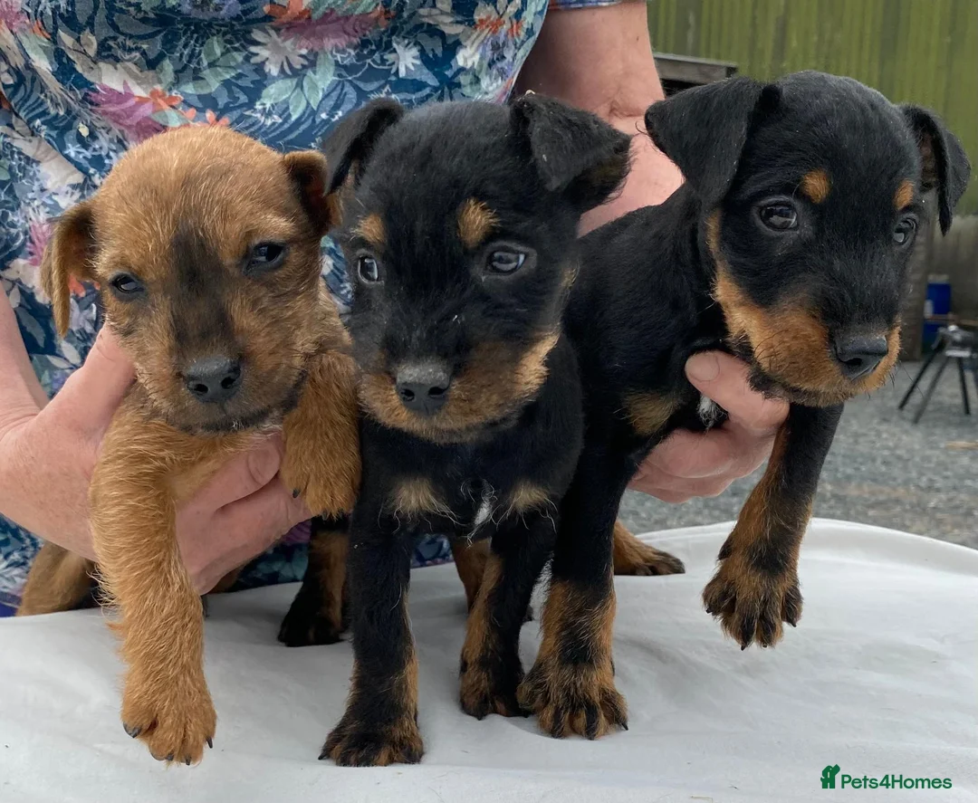 Lakeland Terrier dogs for sale: Lakeland / Patterdale Terrier Puppies - Advert 2