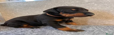 Orange Collar