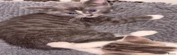 British Shorthair cats for sale: 4 lovely’s silver grey British shorthair  - Advert 16