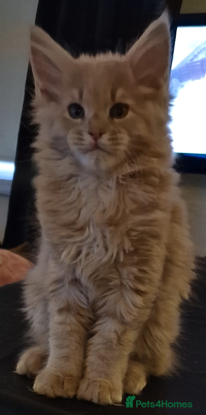 Maine Coon cats MAINE COON KITTENS WITH WORLD CHAMPION BLOODLINES - Advert 4