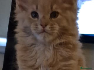 Maine Coon cats MAINE COON KITTENS WITH WORLD CHAMPION BLOODLINES - Advert 4