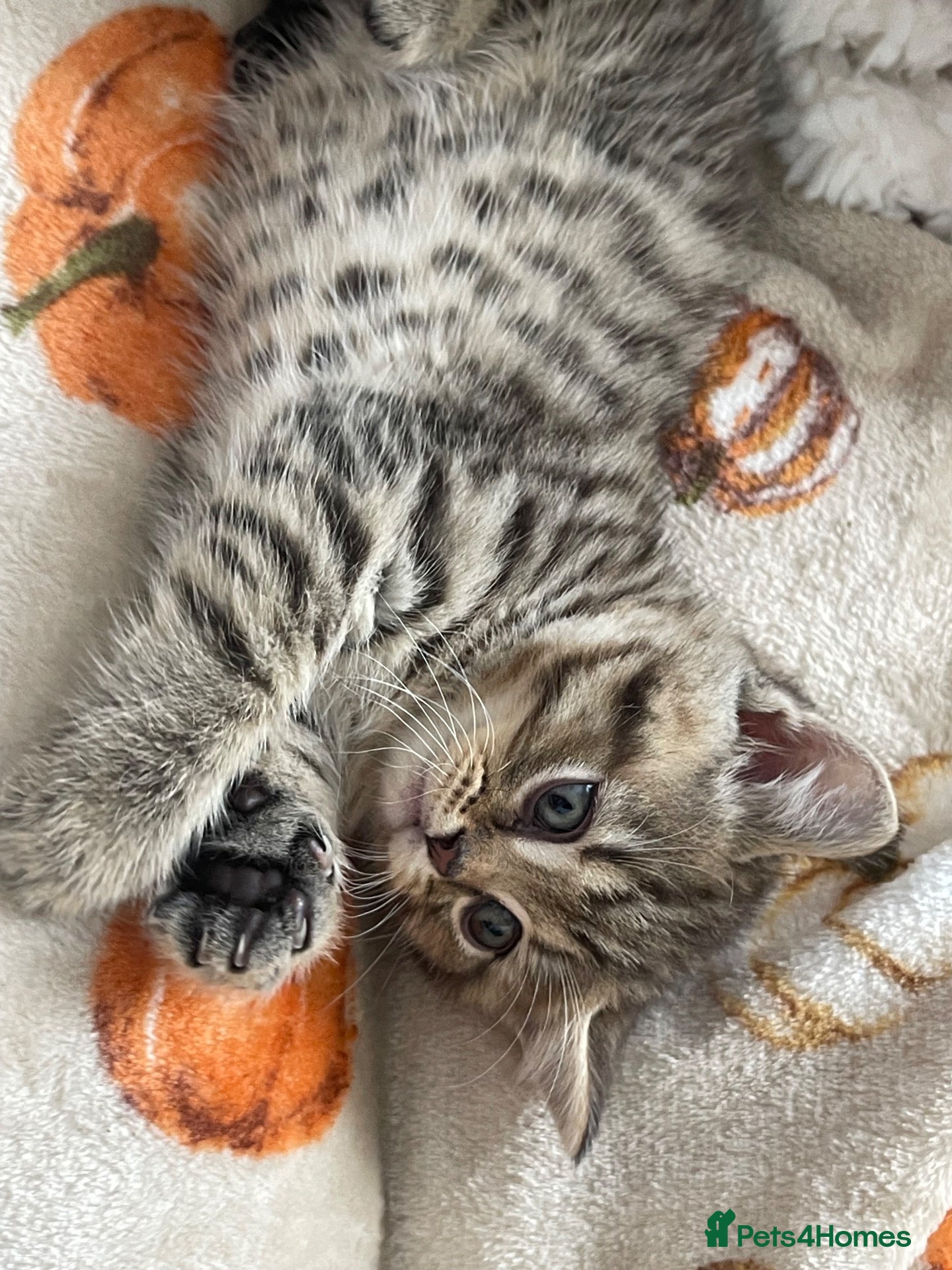 Scottish Fold cats 2 kittens left available  - Advert 14