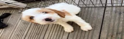 Cockapoo dogs for sale: 12 stunning cockapoo puppies ready now - Advert 12