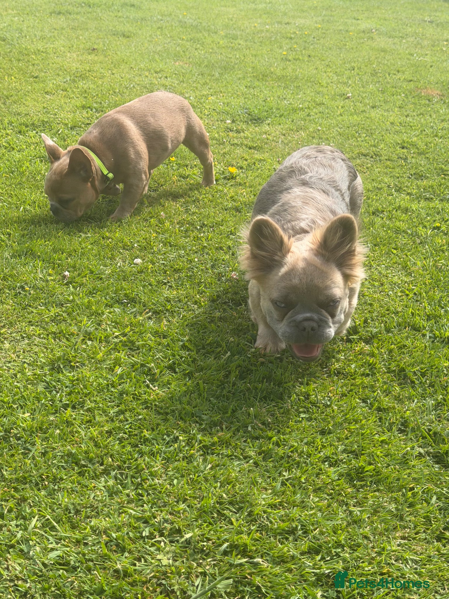 French Bulldog dogs 2 gorgeous French bulldog puppies *REDUCED* - Advert 17