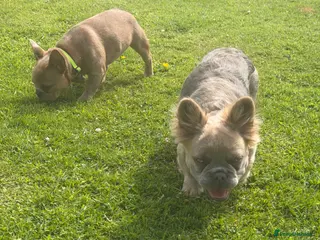French Bulldog dogs 2 gorgeous French bulldog puppies *REDUCED* - Advert 17