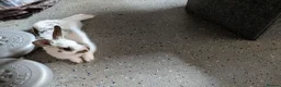 Mixed Breed rabbits for sale: Adorable bunny looking for a home in London - Advert 3