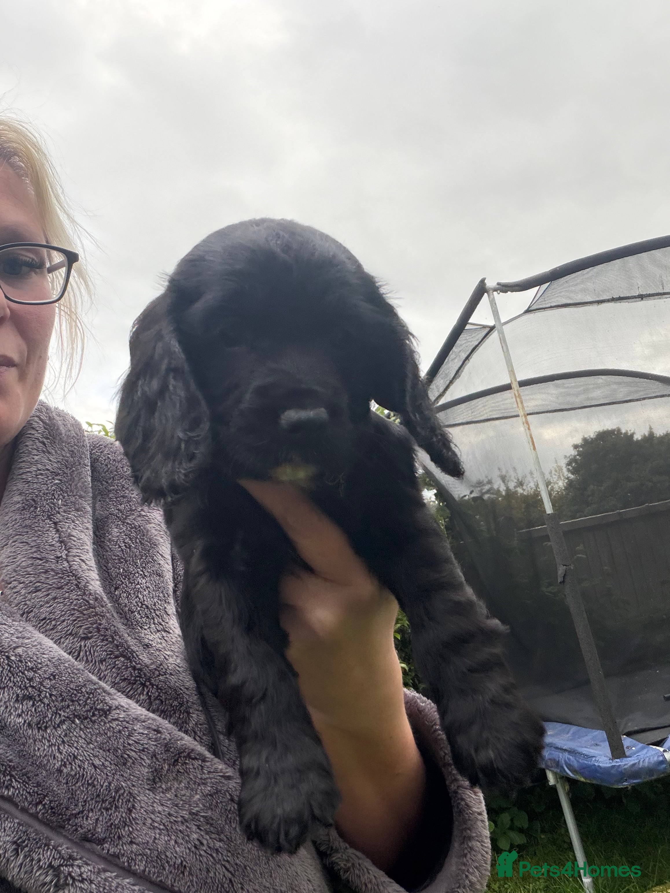 Cocker Spaniel dogs for sale: Last little girl  - Advert 6