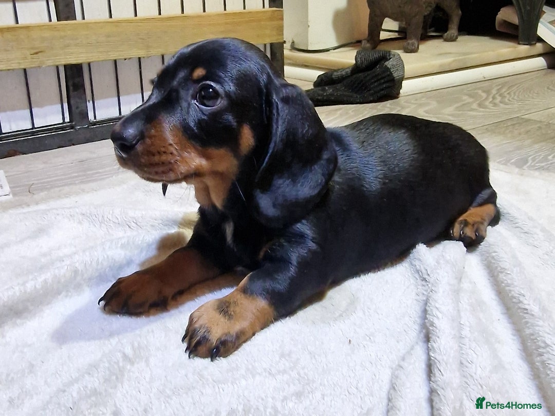 Miniature Dachshund dogs for sale: Champion bloodlines excellent quality KC miniature - Advert 15