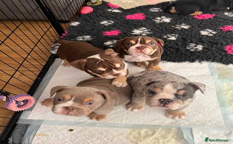 English Bulldog dogs - Advert 6