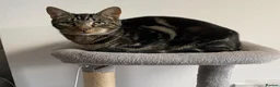 Mixed Breed cats for sale:  British short hair tabby cat - Advert 5