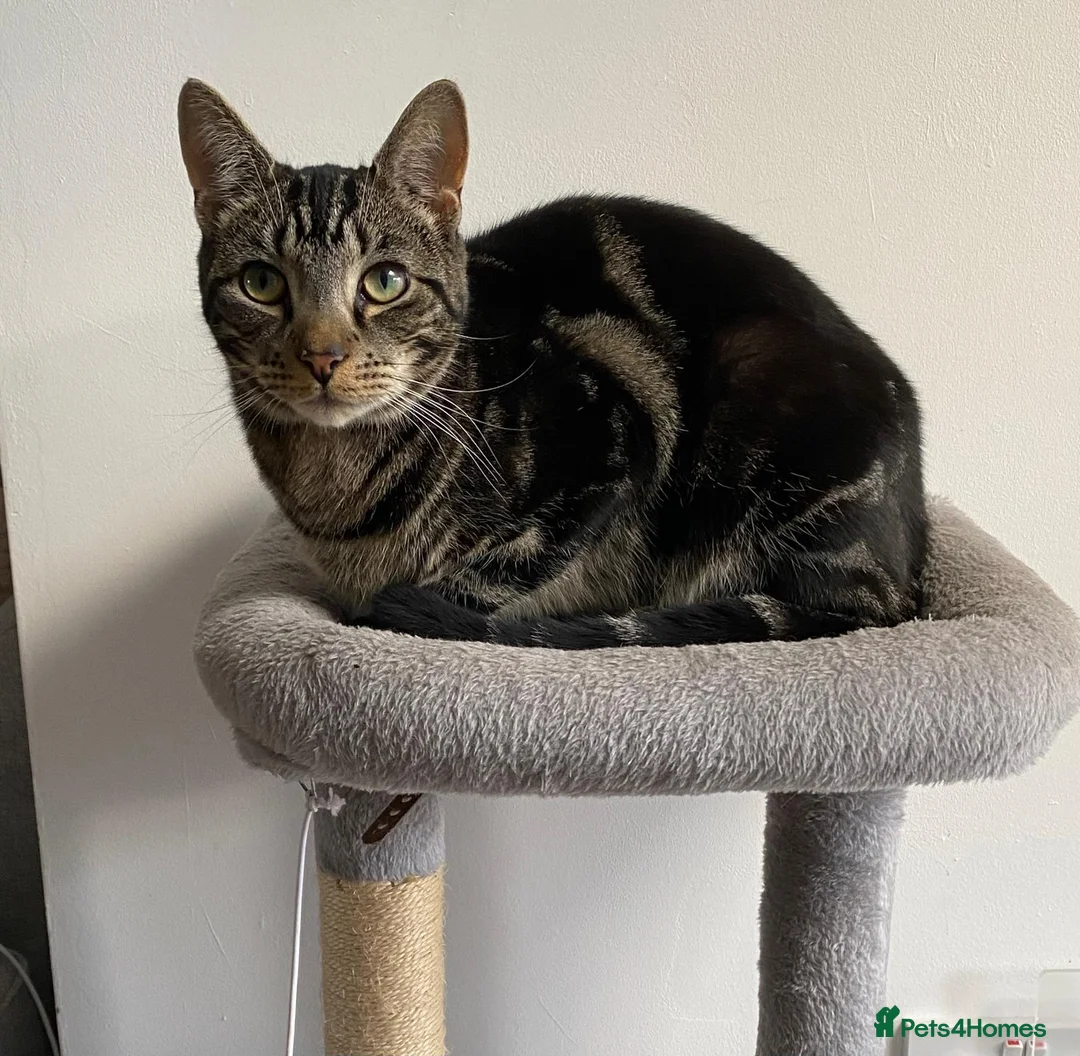 Mixed Breed cats for sale:  British short hair tabby cat - Advert 5