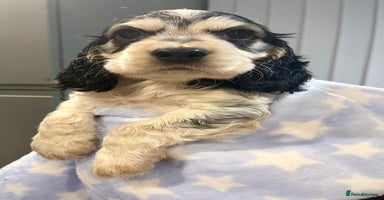 Cocker Spaniel dogs Fully health tested KC Cocker Spaniel puppies - Advert 3