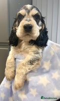 Cocker Spaniel dogs Fully health tested KC Cocker Spaniel puppies - Advert 3