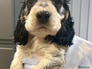 Cocker Spaniel dogs Fully health tested KC Cocker Spaniel puppies - Advert 2