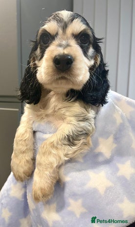 Cocker Spaniel dogs Fully health tested KC Cocker Spaniel puppies - Advert 4