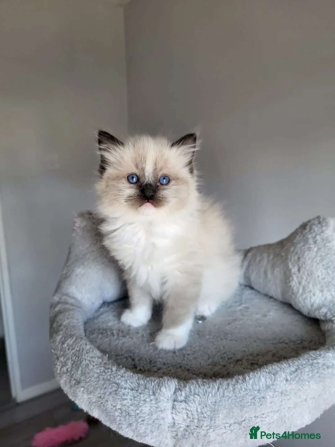 Ragdoll cats for sale: Registered Ragdoll kittens for sale - Advert 29