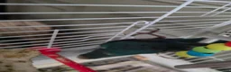 Mixed Breed birds for sale: Kakariki/ love birds  - Advert 5