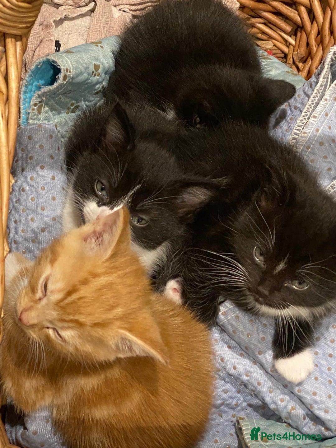 Mixed Breed cats for sale: 4 kittens for sale - Advert 1