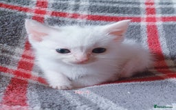Mixed Breed cats for sale: 4 Gorgeous Pure White Kittens Available 7th Nov - Image 17