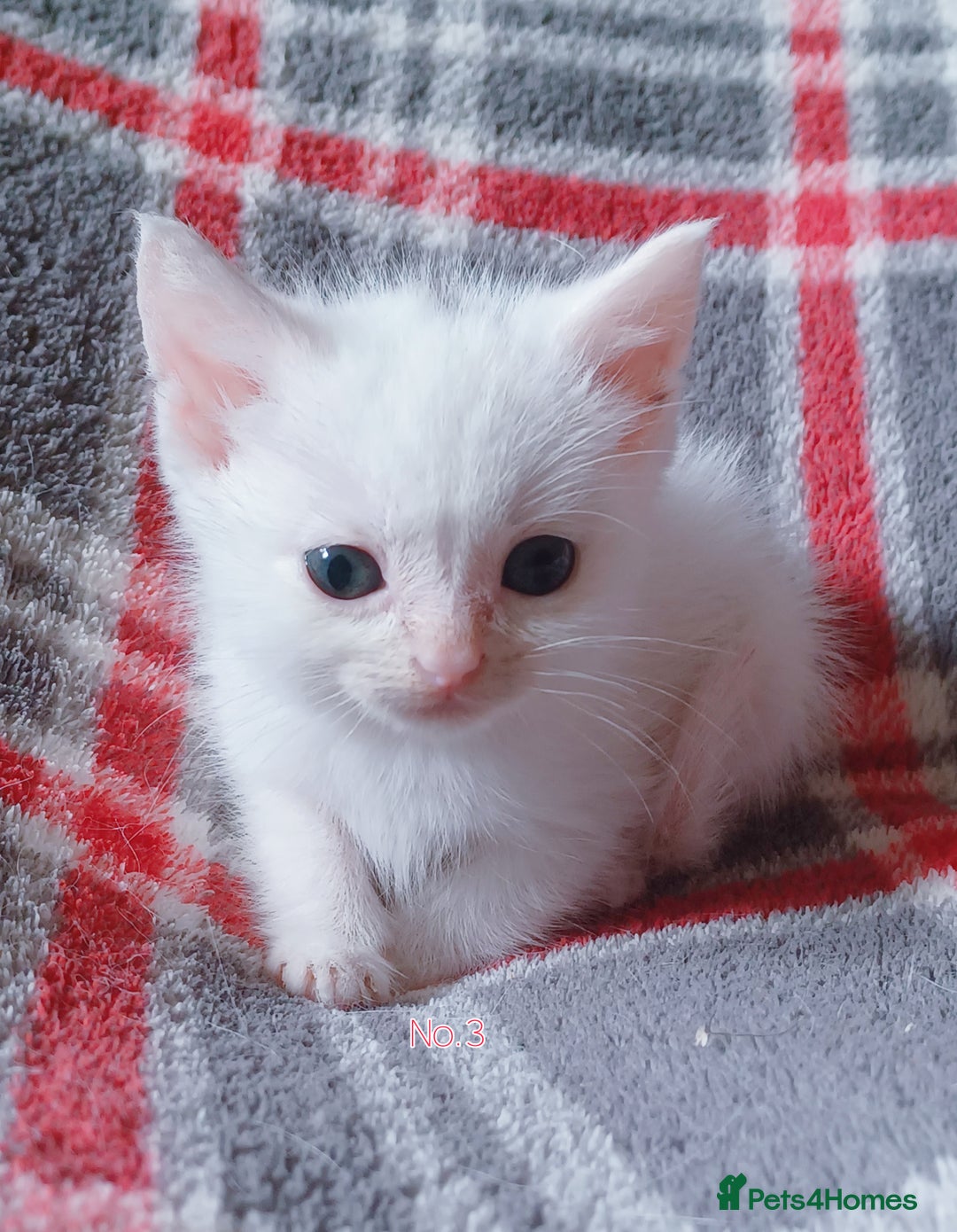 Mixed Breed cats for sale: 4 Gorgeous Pure White Kittens Available 7th Nov - Image 17