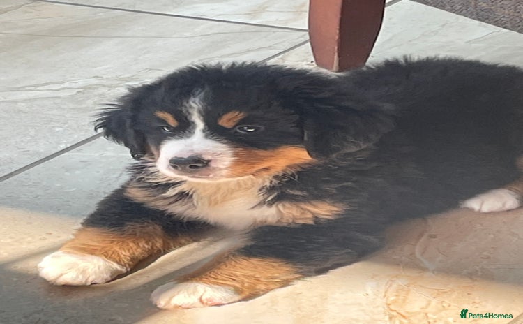 Bernese Mountain Dog dogs - Advert 1