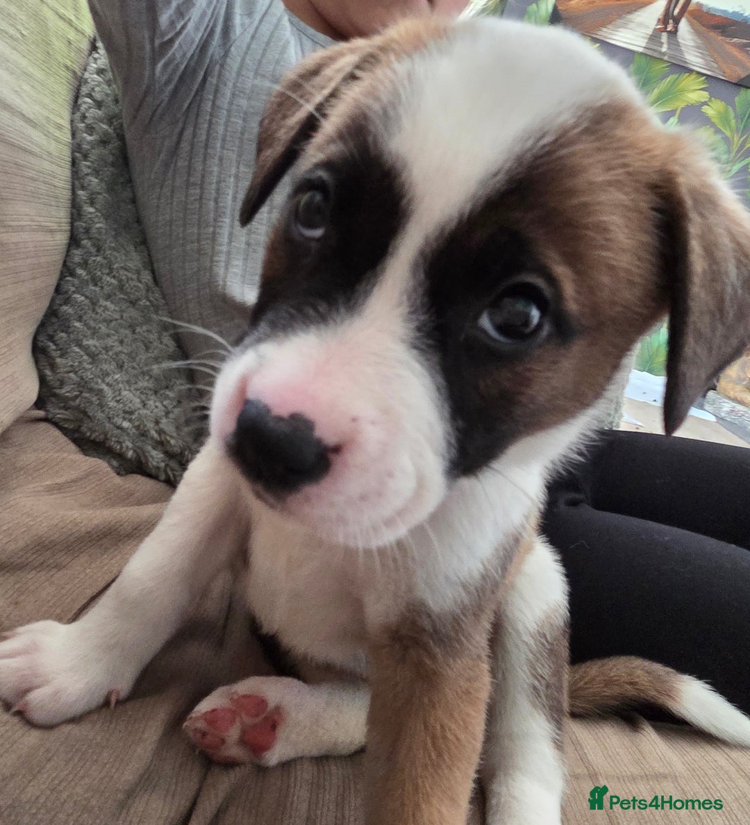 Mixed Breed dogs for sale: Akita mix - Image 9