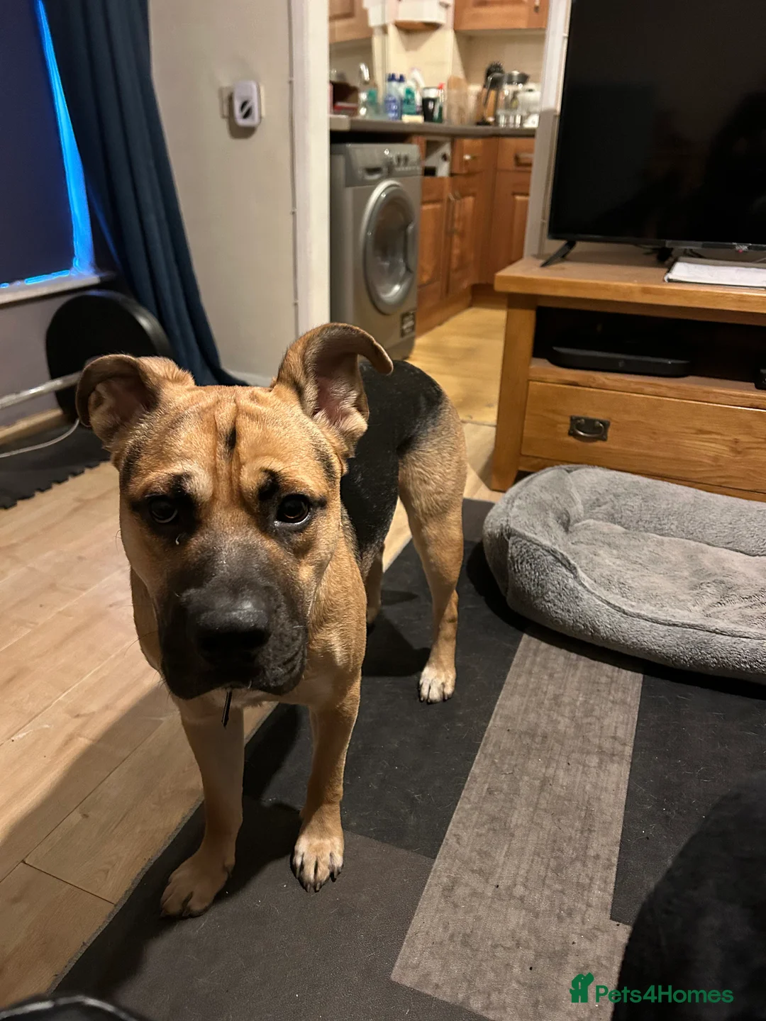 Mixed Breed dogs for sale: German shepherd cross staff for sale - Advert 2