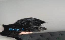 Shih Tzu dogs for sale: LOVELY imperial Shih Tzu for sale - Image 3