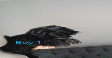 Shih Tzu dogs - Advert 3
