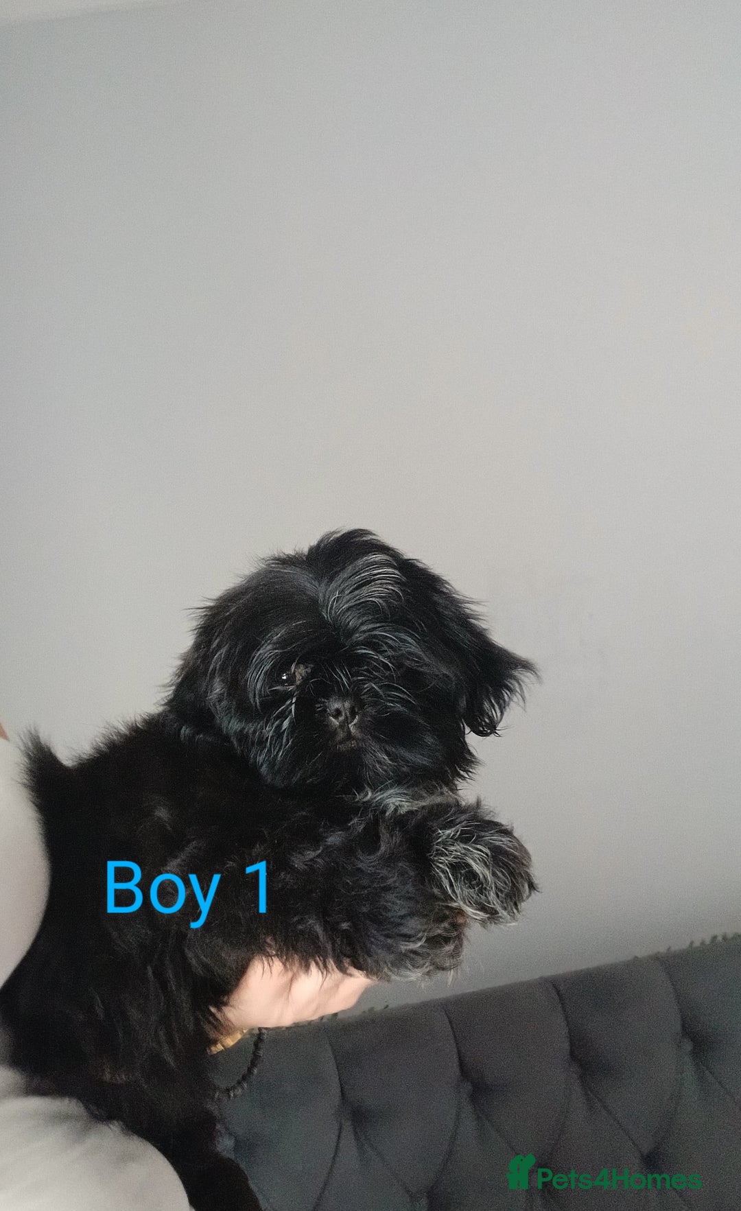 Shih Tzu dogs for sale: LOVELY imperial Shih Tzu for sale - Image 3