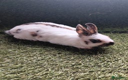 Mini Lop rabbits for sale: mini lop  - Image 3