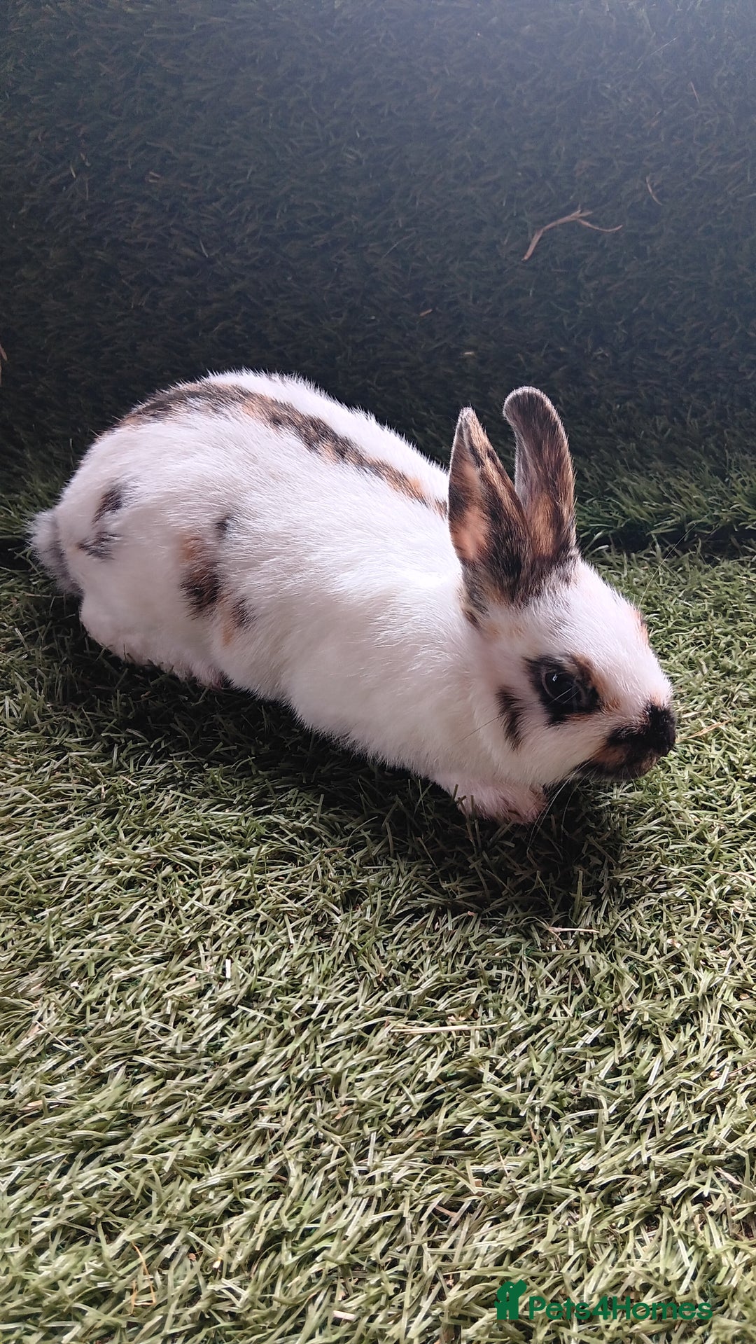 Mini Lop rabbits for sale: mini lop  - Image 3