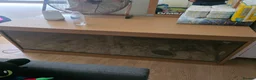 Corn Snake reptiles for sale: Cinder ghost corn snake  in Gloucester - Advert 2
