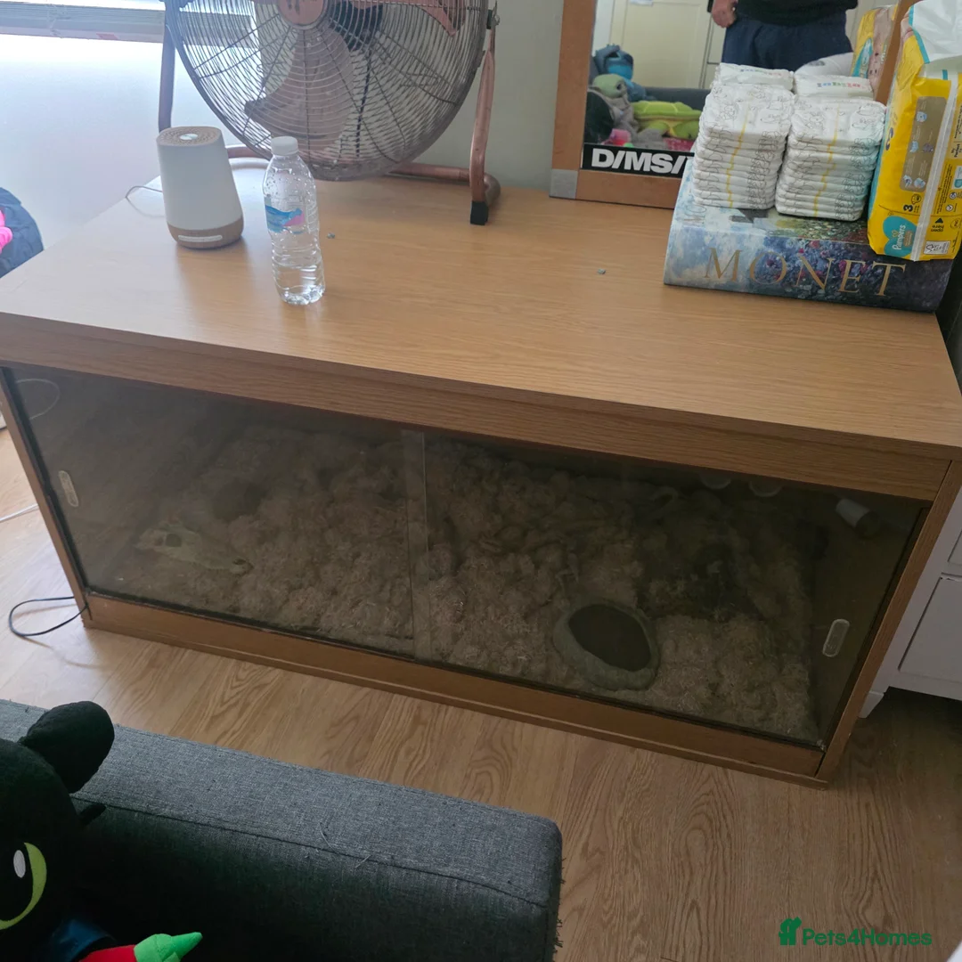 Corn Snake reptiles for sale: Cinder ghost corn snake  in Gloucester - Advert 2