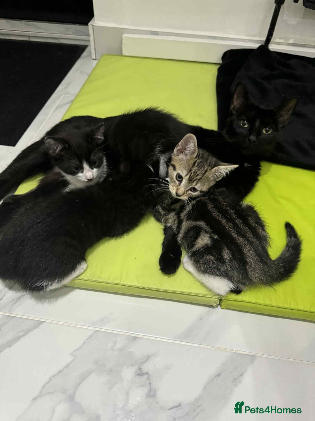 Mixed Breed cats for sale: Kittens for sale - Advert 2