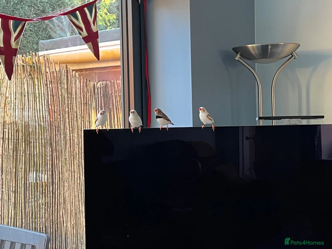 Finches birds for sale: Zebra Finch baby for sale - Advert 2