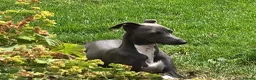 Italian Greyhound dogs for sale: Stunning well bred Italian greyhound  in Melrose - Advert 1