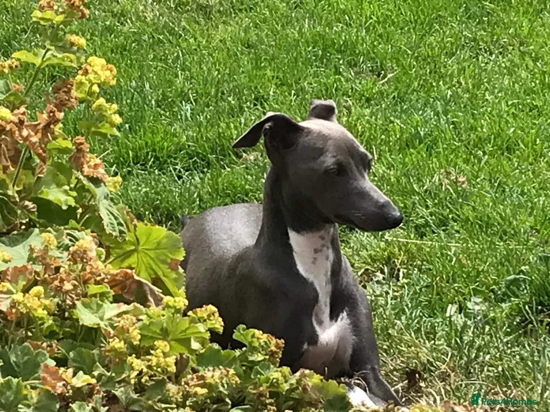 Italian Greyhound dogs for sale: Stunning well bred Italian greyhound  in Melrose - Advert 1