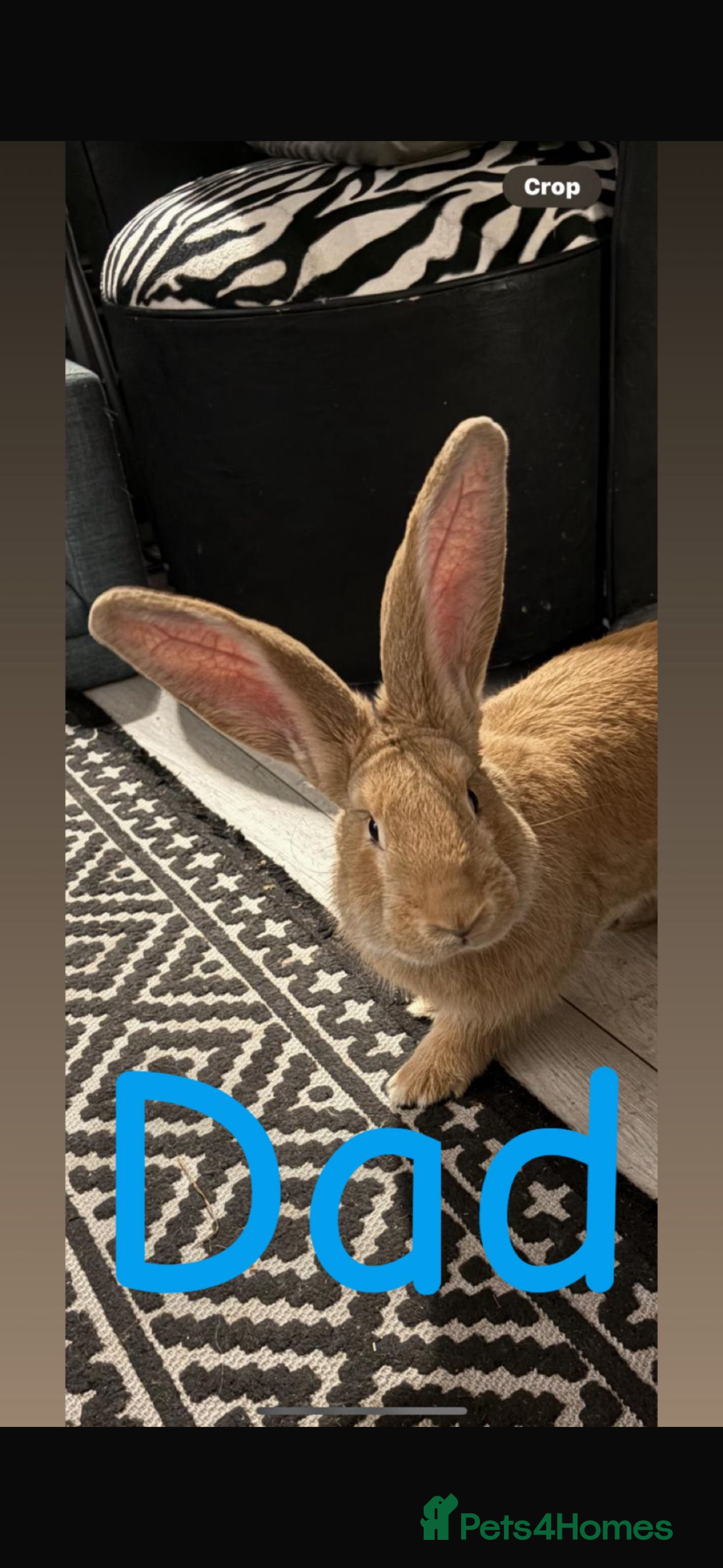 Continental Giant rabbits for sale: Beautiful continental giant baby rabbits ready  - Advert 22