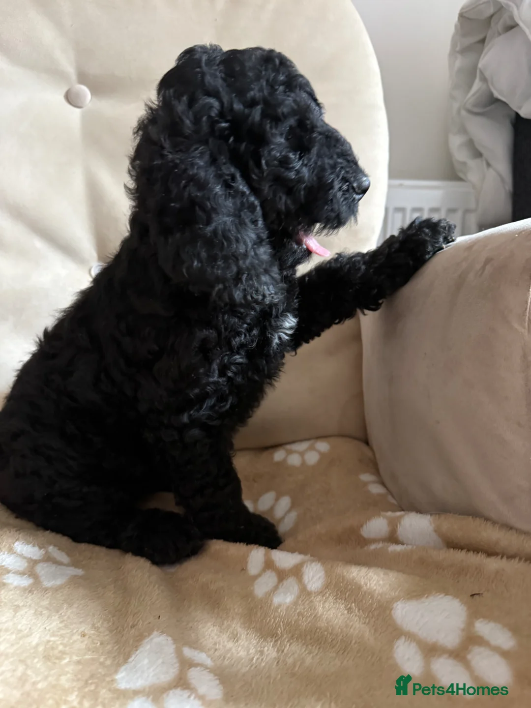 Cockapoo dogs for sale: Loving homes for F2 cockapoos  - Advert 2