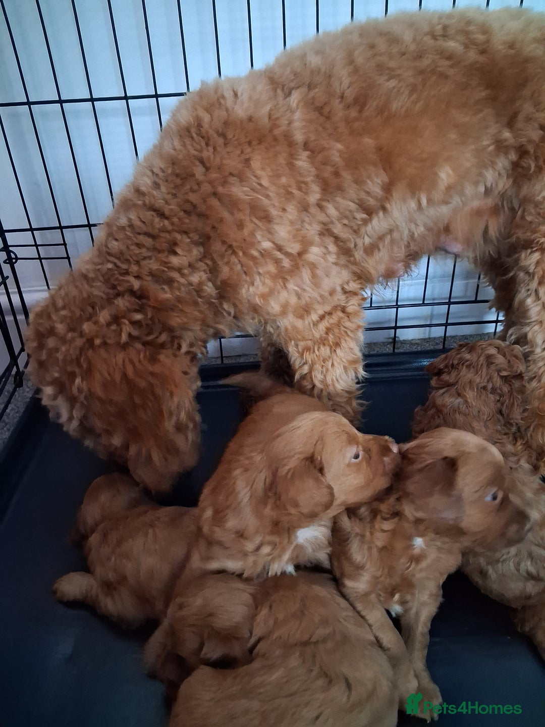Cockapoo dogs for sale: ** ADORABLE COCKAPOO PUPPIES ** - Advert 18