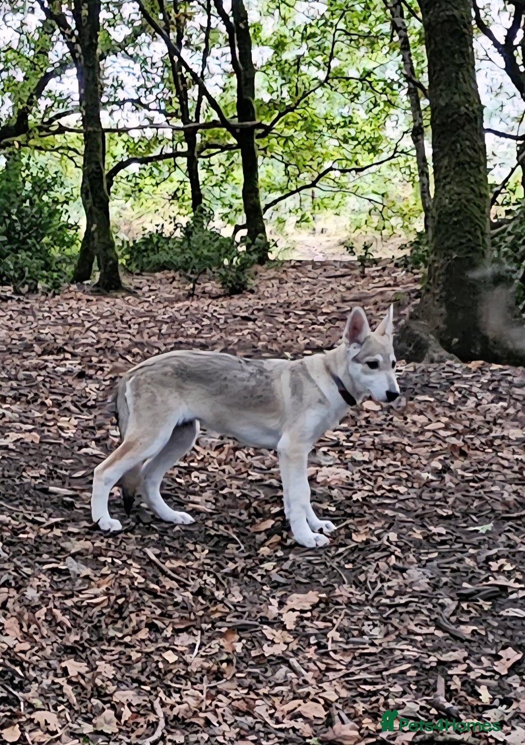 Saarloos Wolfdog dogs for sale: Wolfdog puppies. 1 boy, 2 girls available  in Wigan - Image 4