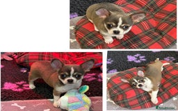 Chihuahua dogs for sale: Stunning chihuahua litter  - Image 1