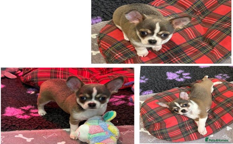 Chihuahua dogs - Advert 1