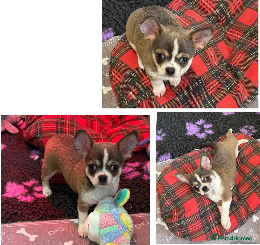 Chihuahua dogs for sale: Stunning chihuahua litter  - Image 1