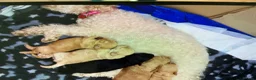 Maltipoo dogs for sale: 4 beautiful maltipoo puppies for sale - Advert 10